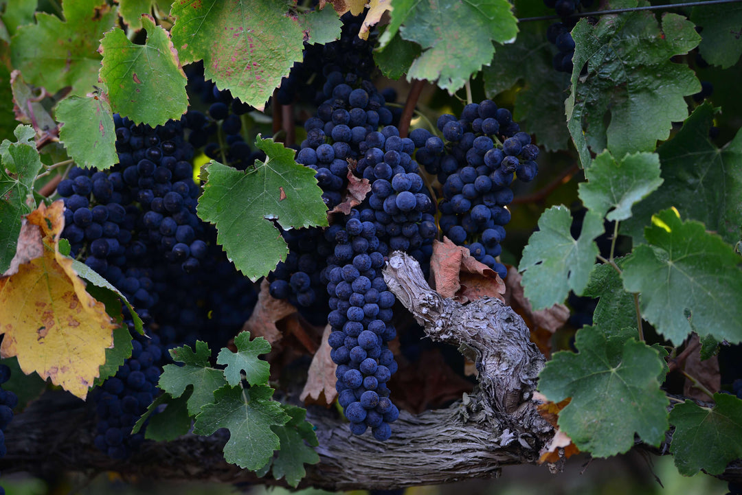 Grape Custom Custom Services – scheidfamilywines.com